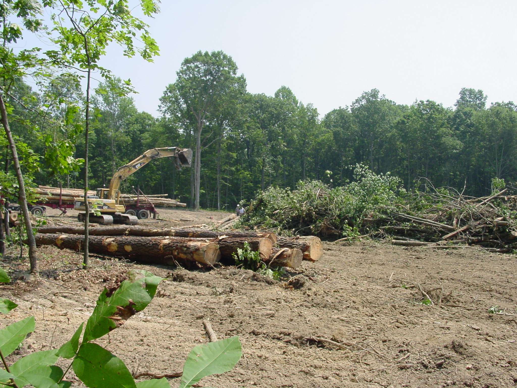 Removing trees on site