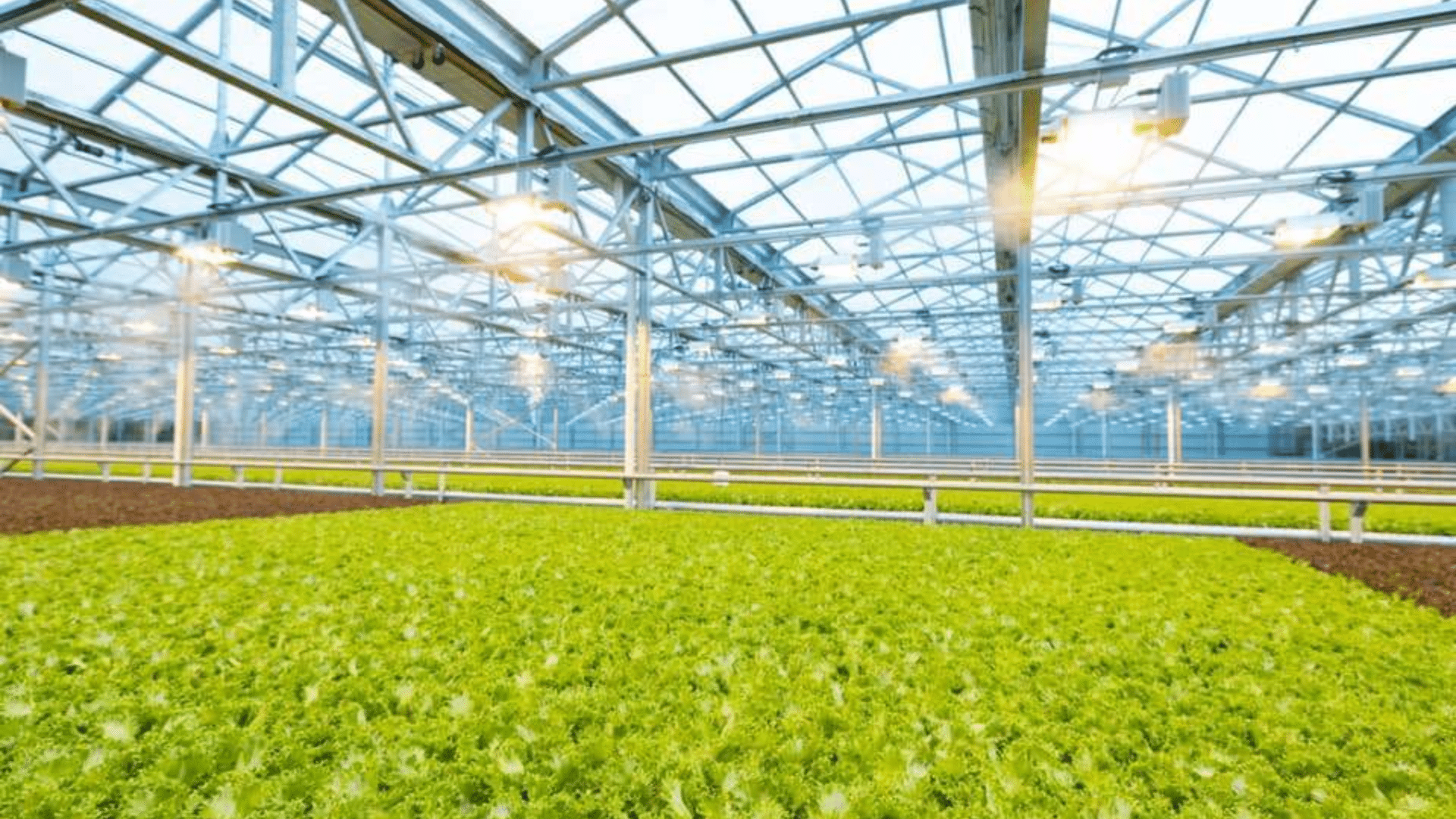 Greenswell Growers